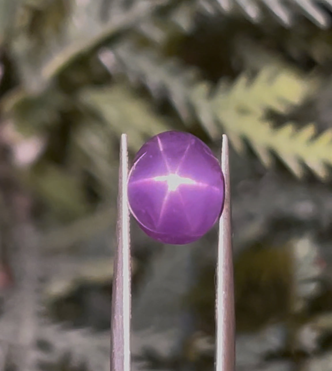 Purple Star Sapphire | 4.55 ct | Ceylon Origin | Oval Cabochon |8.53 X 7.15 X 7.54 mm